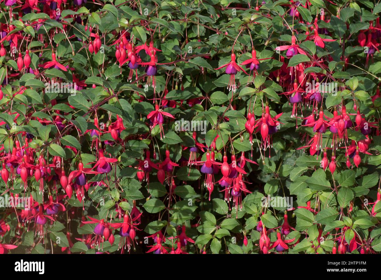 Blühende fuschia Strauch mit hell hängend Rot und Lila hängenden Blüten mit Antheren und Stil erweitert darüber hinaus die Blumenkrone, September Stockfoto