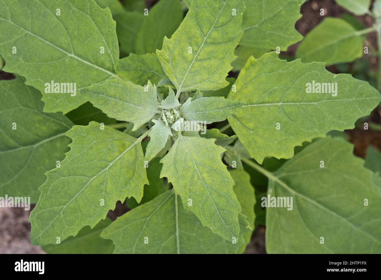 Fat Henne, Lamb's Quarters oder Goosefoot (Chenopodium Album) Apex zeigt sowohl junge als auch alte Blätter auf einem jährlichen Unkraut, Juni Stockfoto