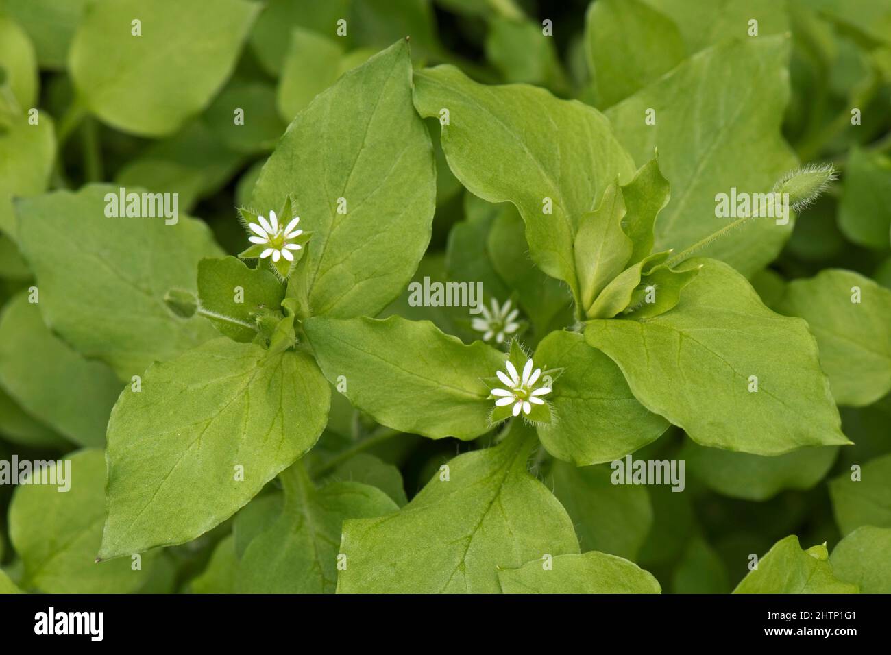 Kicherkraut (Stellaria media), saure grüne Blätter und kleine weiße Blüten auf einem jährlichen Unkraut, in der Grafschaft, im Juni Stockfoto