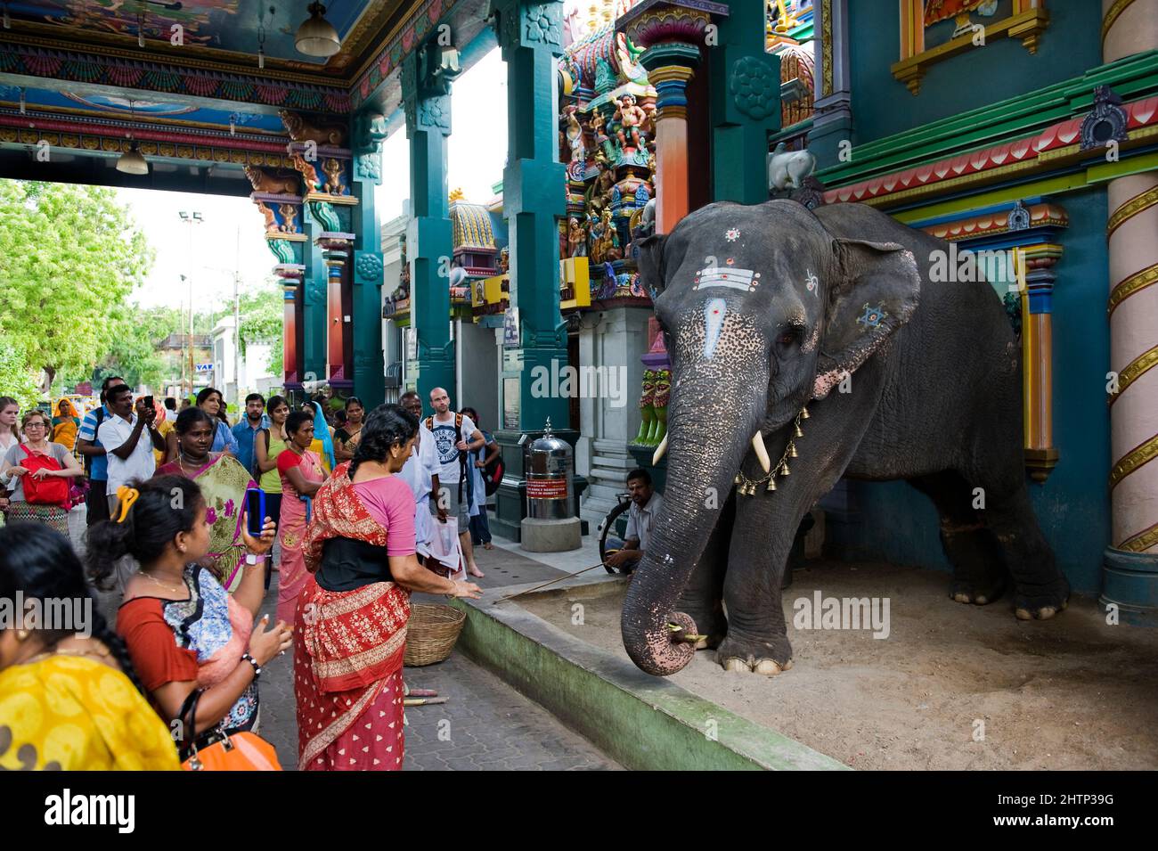 PONDICHERRY, Indien - 2016. Juli: Der Elefant Lakshmi am Manakula Vinayagar Tempel in der weißen Stadt Pondicherry. Sie ist dort angekettet, um p zu segnen Stockfoto