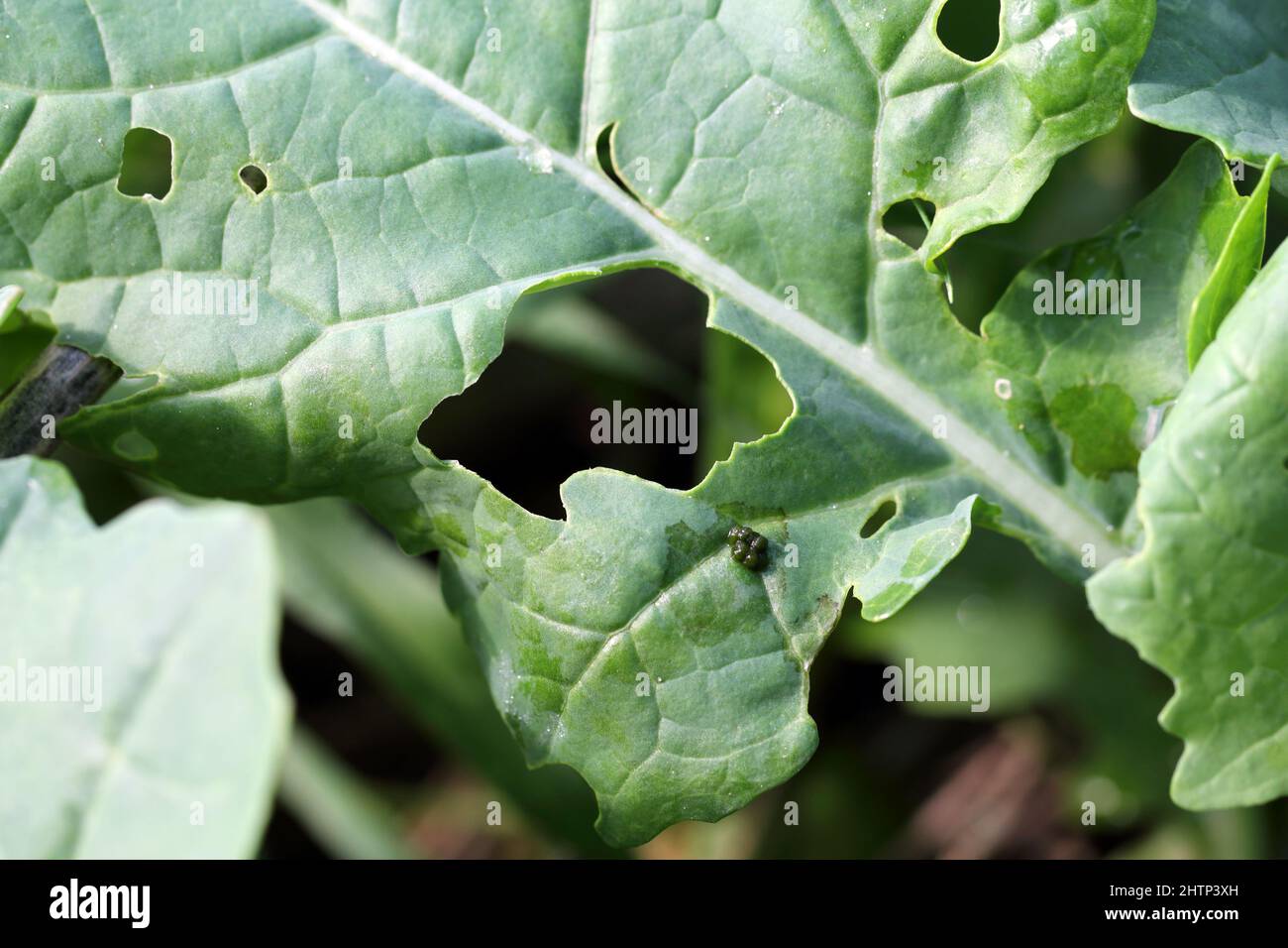 Ein Loch in ein Blatt, das von einer Raupe gebissen wird. Stockfoto