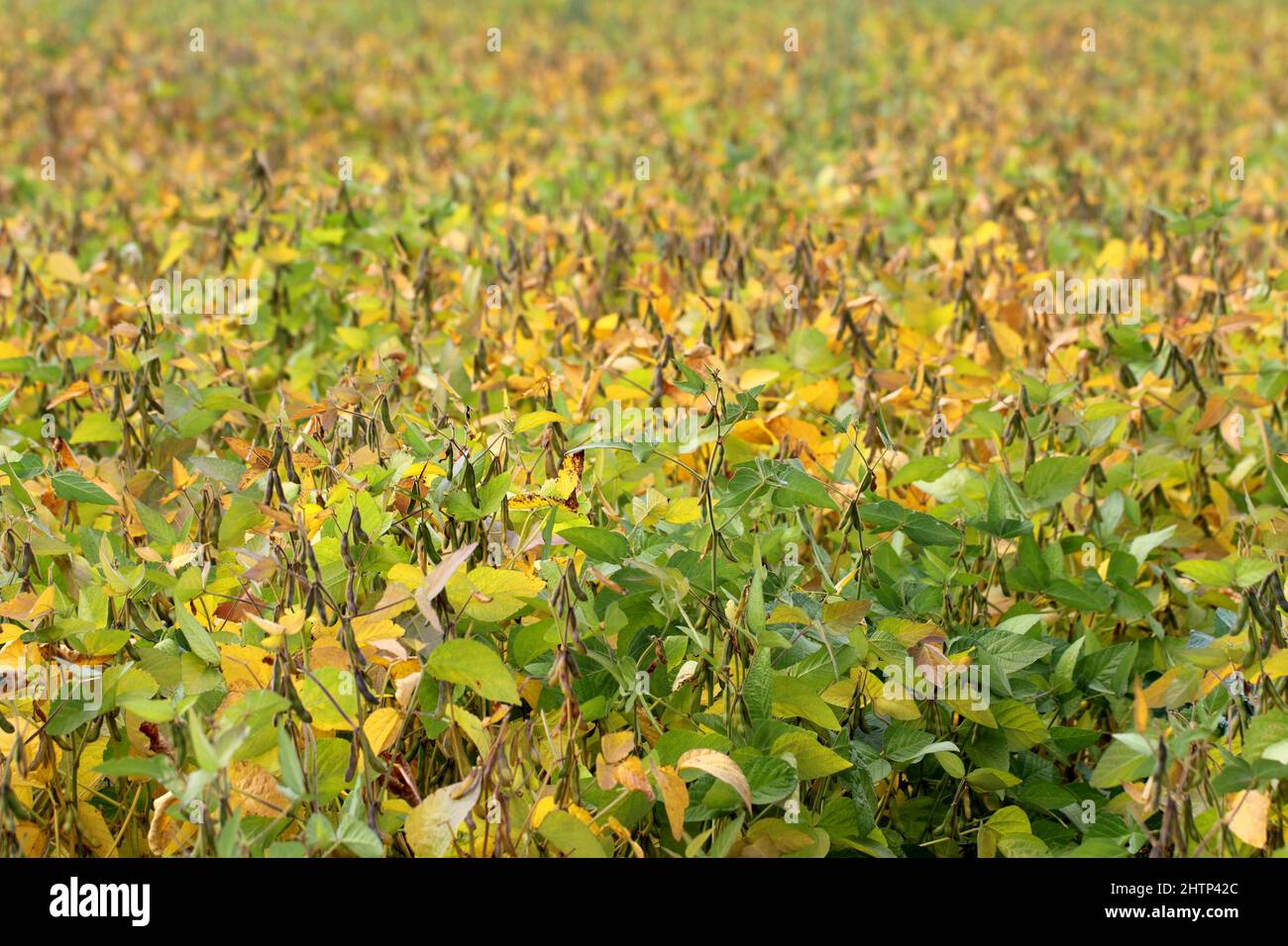Sojabohnenpflanze, die vor der Ernte auf dem Feld reift. Stockfoto
