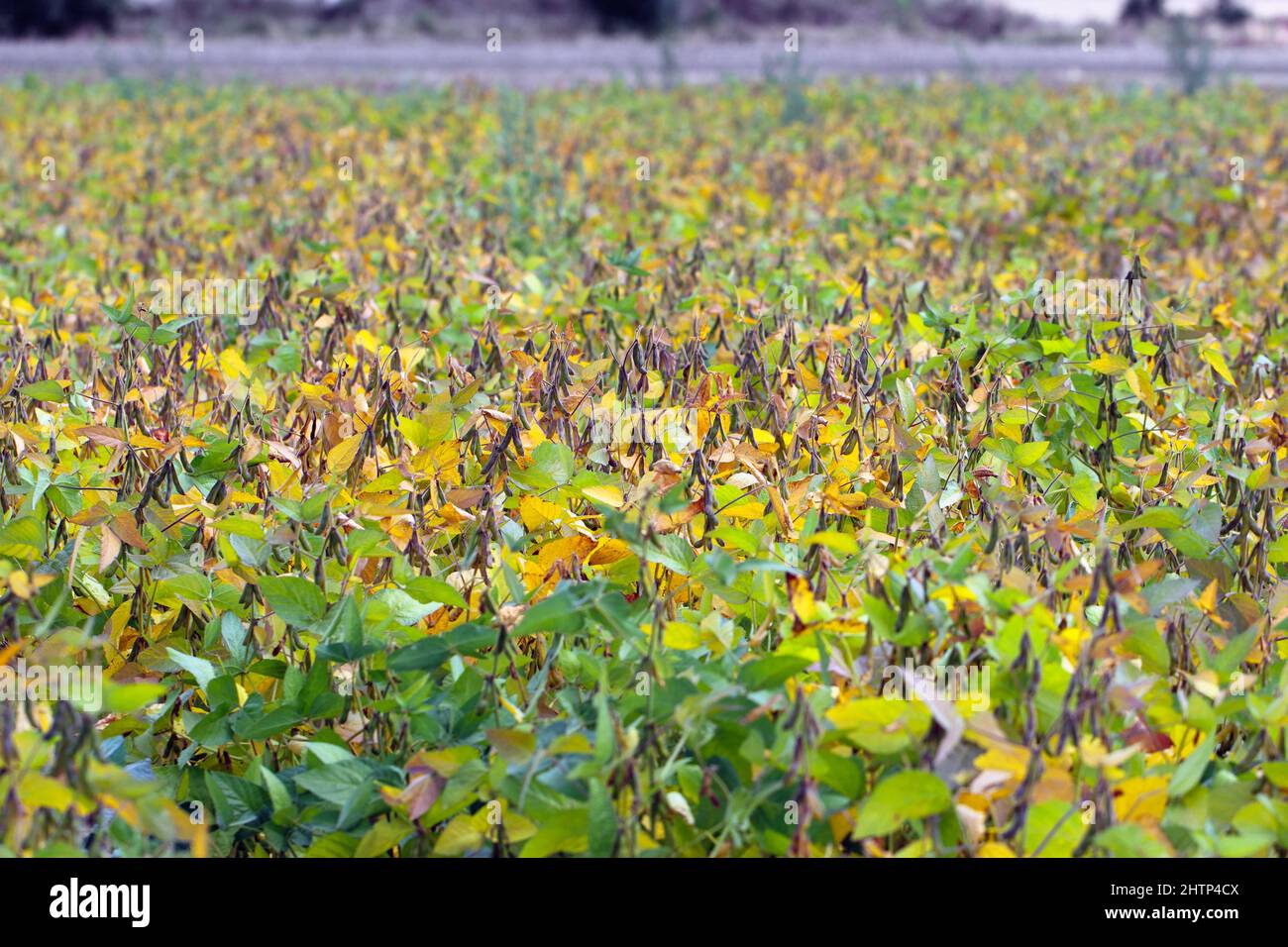 Sojabohnenpflanze, die vor der Ernte auf dem Feld reift. Stockfoto