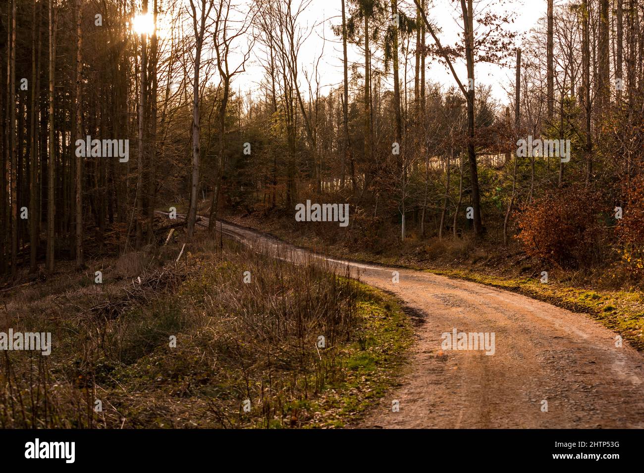 Schöne Aussicht auf einen lichtdurchfluteten Waldweg im Wald mit Hintergrundbeleuchtung Stockfoto
