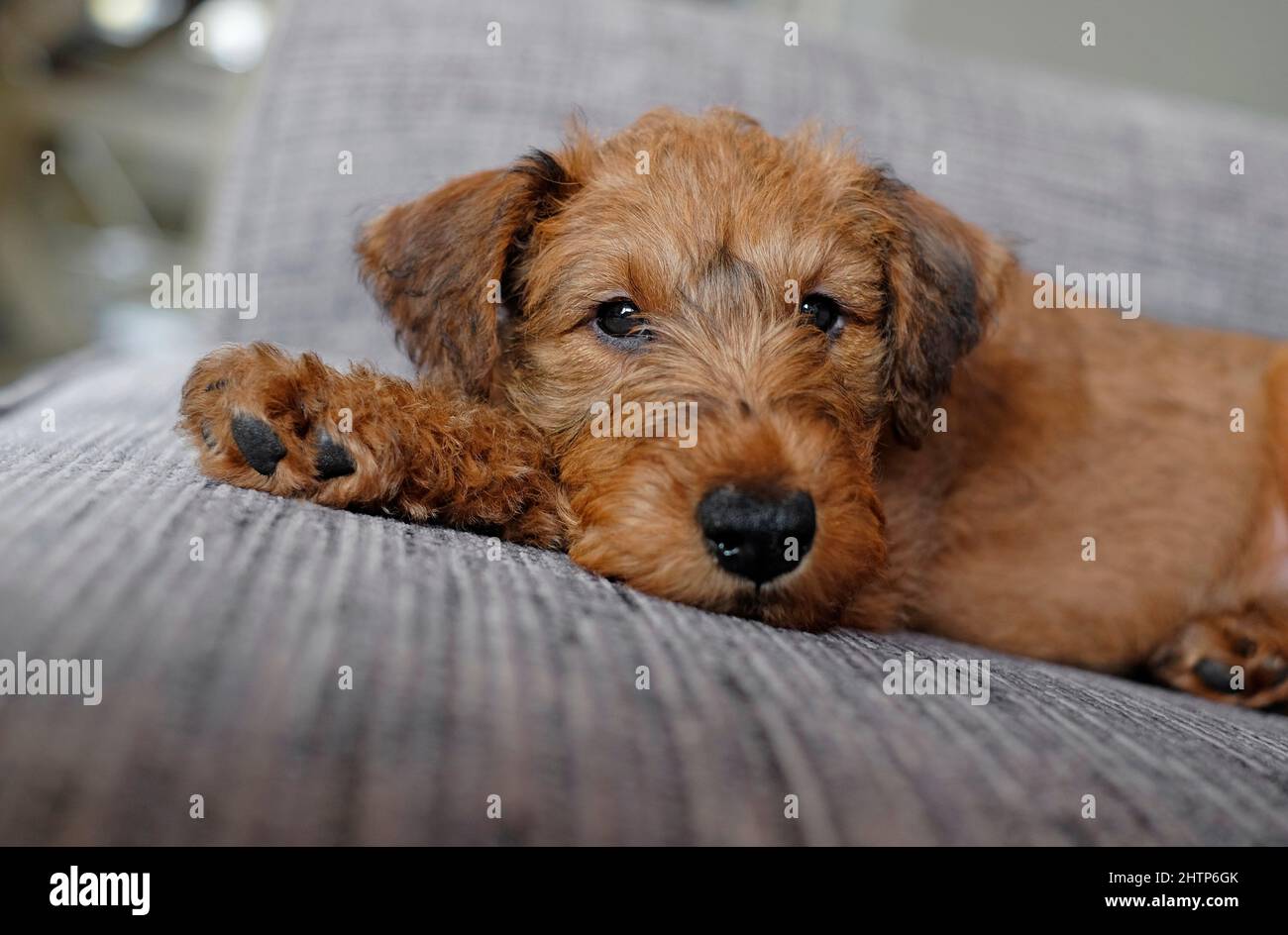 Niedlicher irischer Terrier Welpe Hund auf dem Sofa im Haus Stockfoto