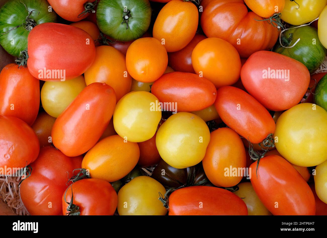 Auswahl an bunten Tomaten Stockfoto