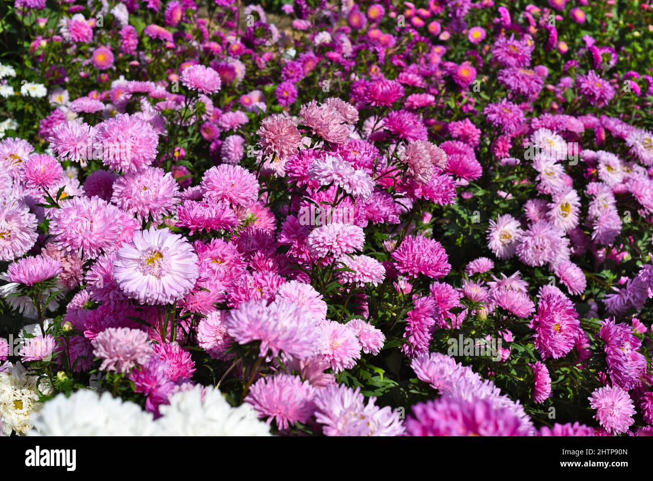 Viele lila Aster wachsen im Herbst auf Blumenbeet Stockfoto