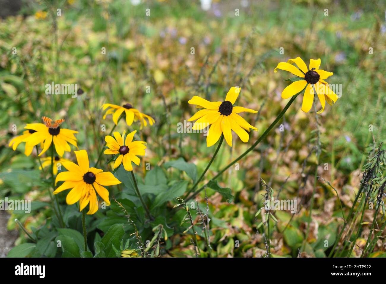 Rudbeckia hirta, gemeinhin als Schwarzäugige Susan bezeichnet Stockfoto