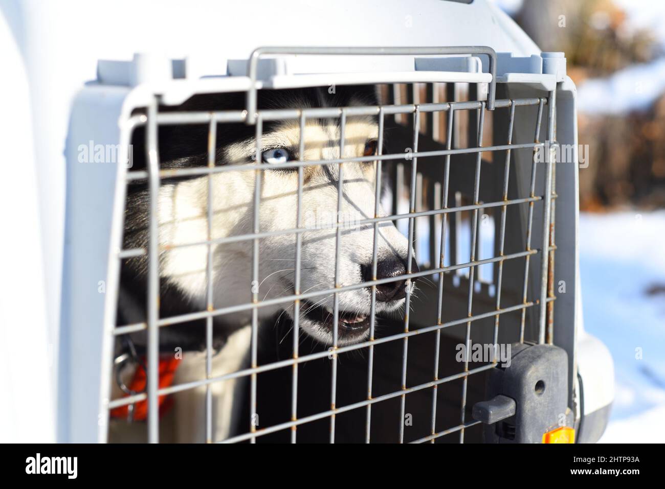 Sibirischer Husky Dog sitzt in einem Käfig Stockfoto