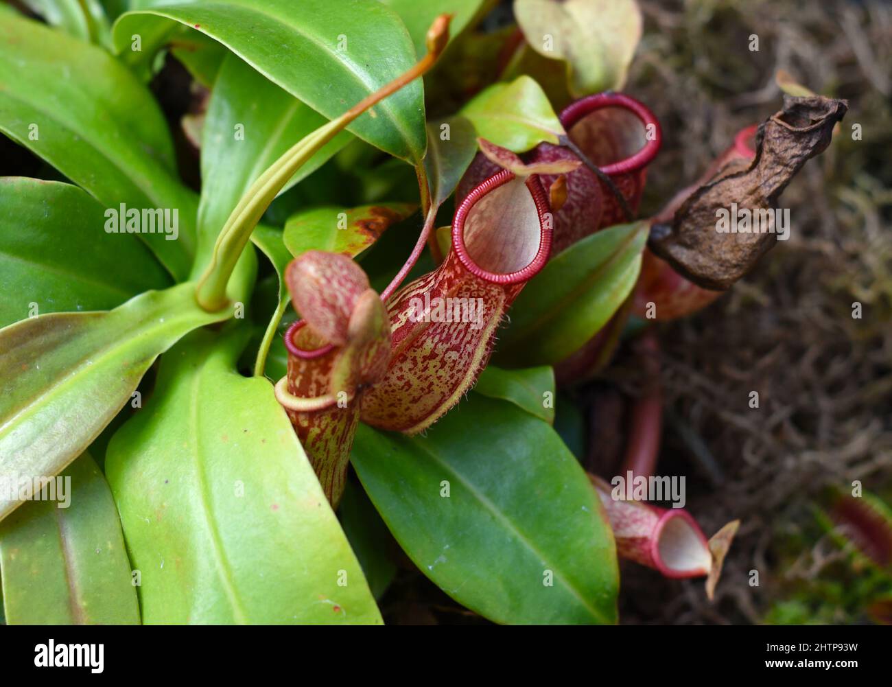 Nepenthes alata, fleischfressende Pflanze ernährt sich von Insekten Stockfoto