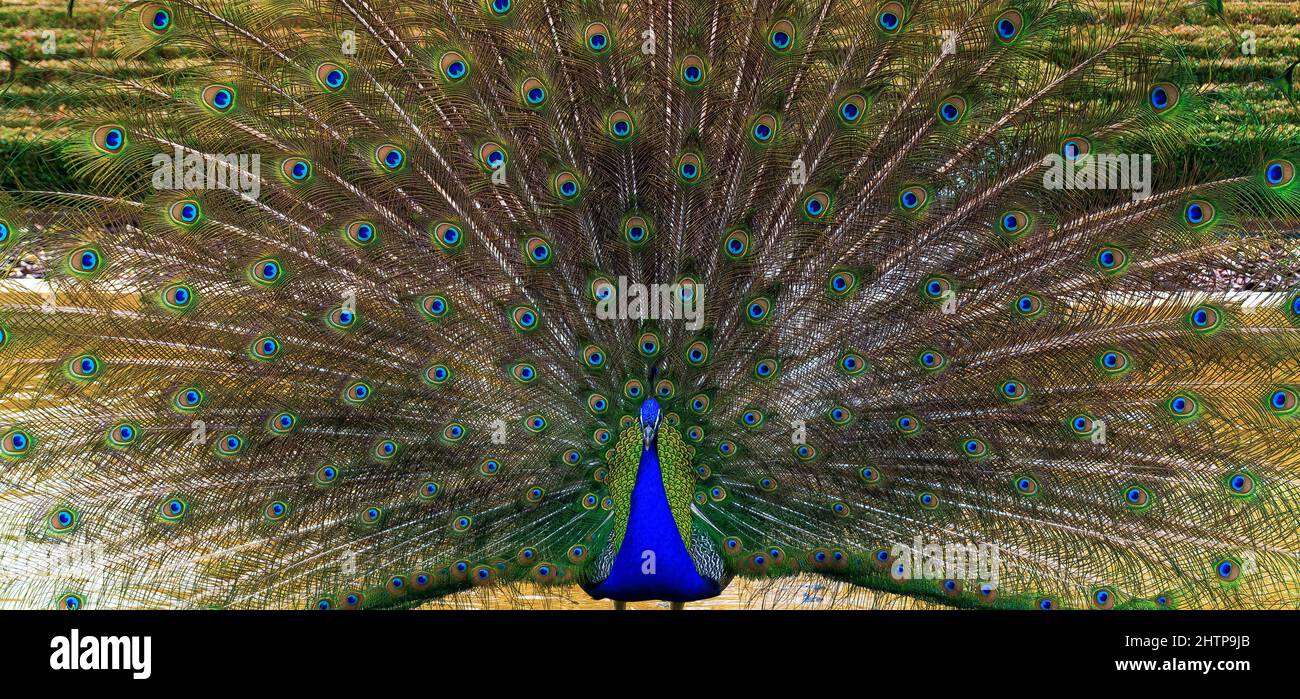 Pfau mit ausgestrecktem Schwanz, verführt das Weibchen Stockfoto