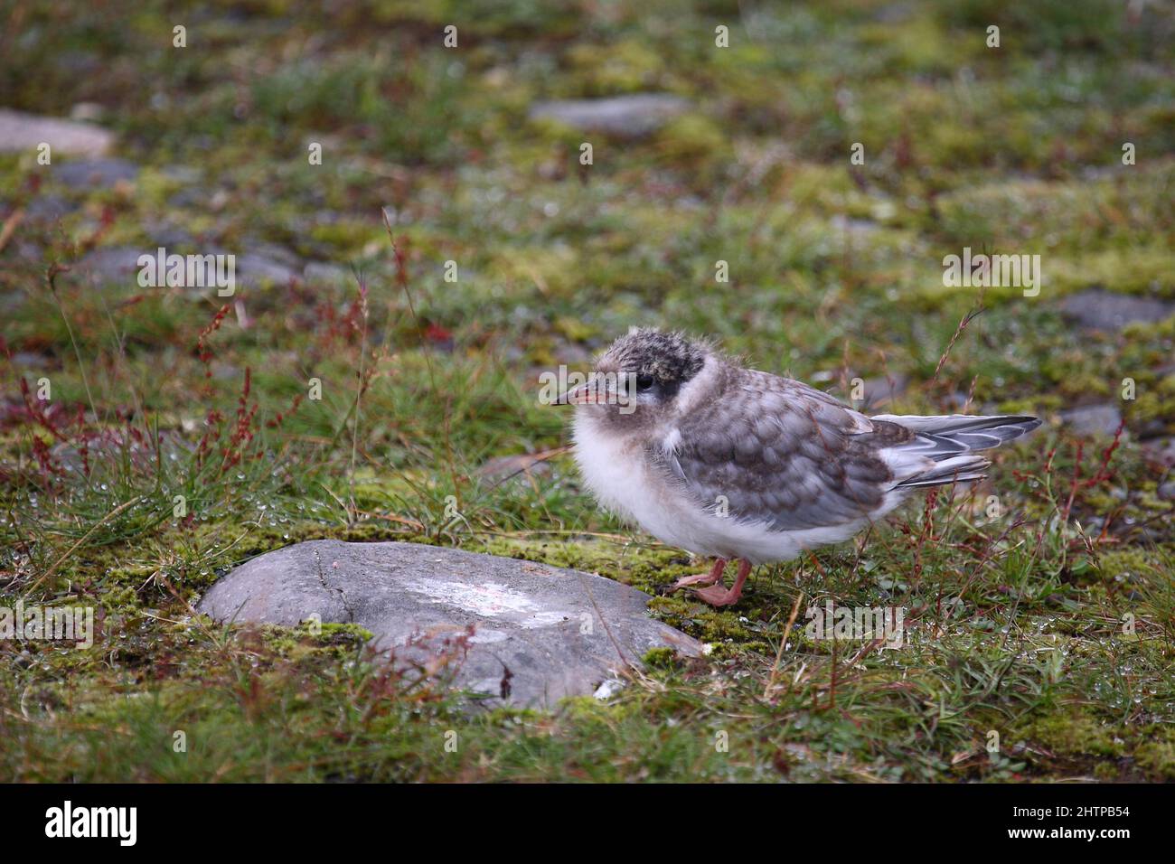 Küstenseeschwalbe / Arktische Seeschwalbe / Sterna paradiesaea Stockfoto