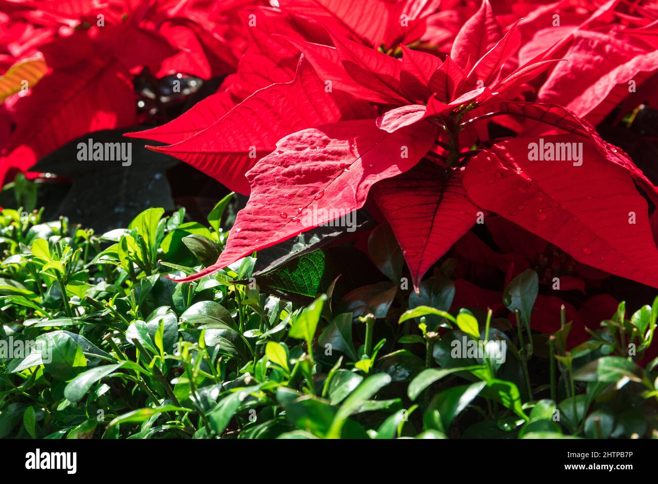 Rote Blätter der Koleus-Pflanze, Nahaufnahme. Stockfoto