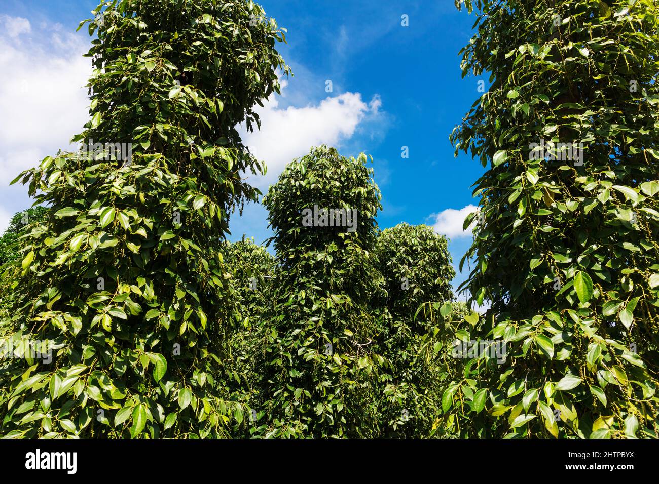 Der Garten ist berühmt für Pfeffer. Phu Quoc Island. Vietnam Stockfoto