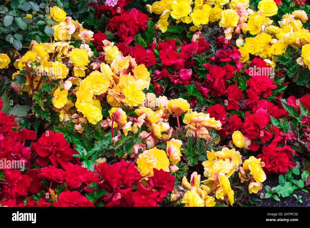 Gelbe und rote Blumen in einem Blumenbeet in der Stadt Stockfoto