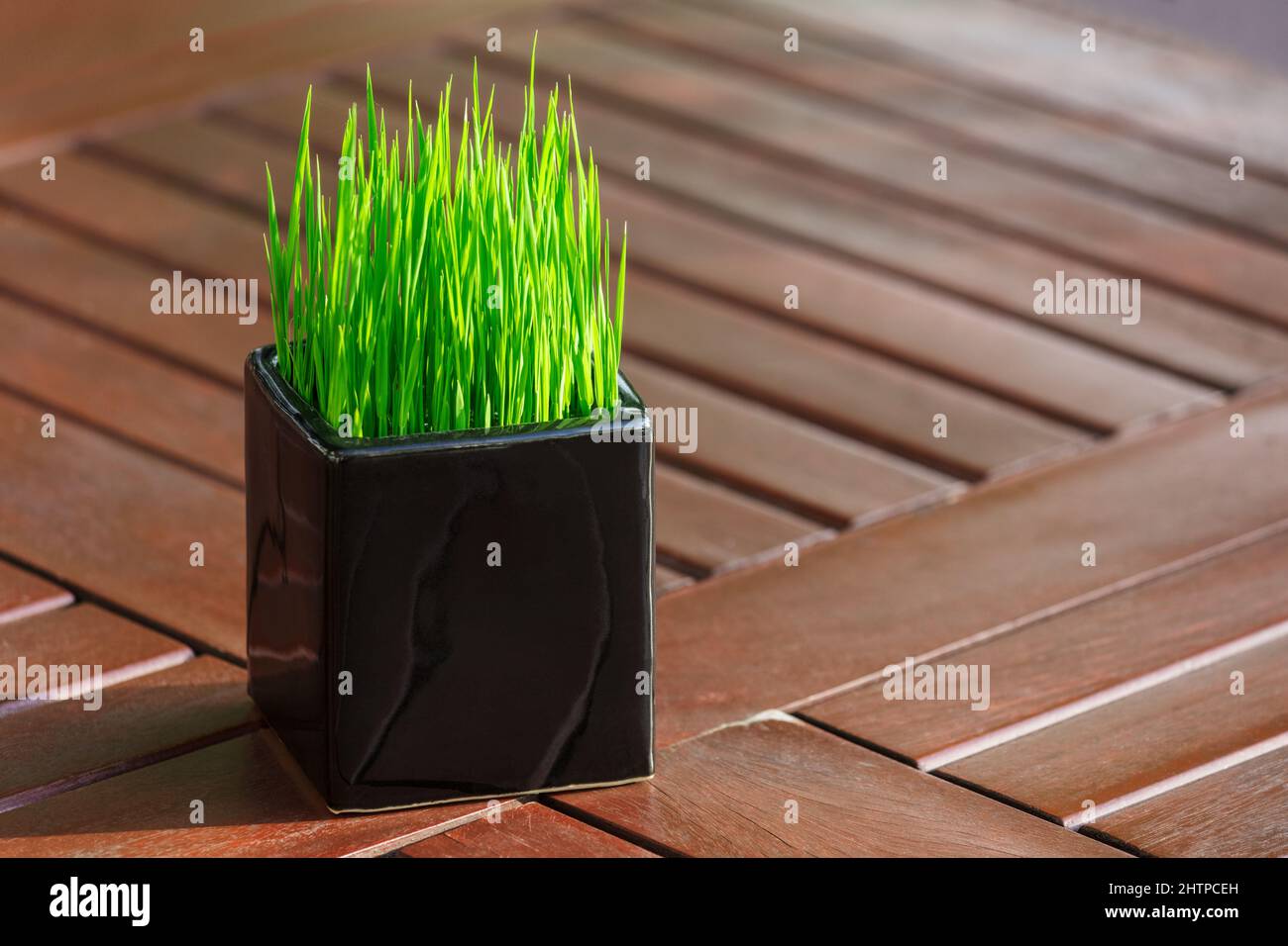 Junger grüner Reis in einem schwarzen Topf Stockfoto