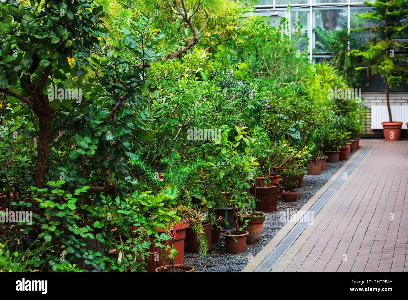 Modernes Gewächshaus mit schönen Zierpflanzen Stockfoto