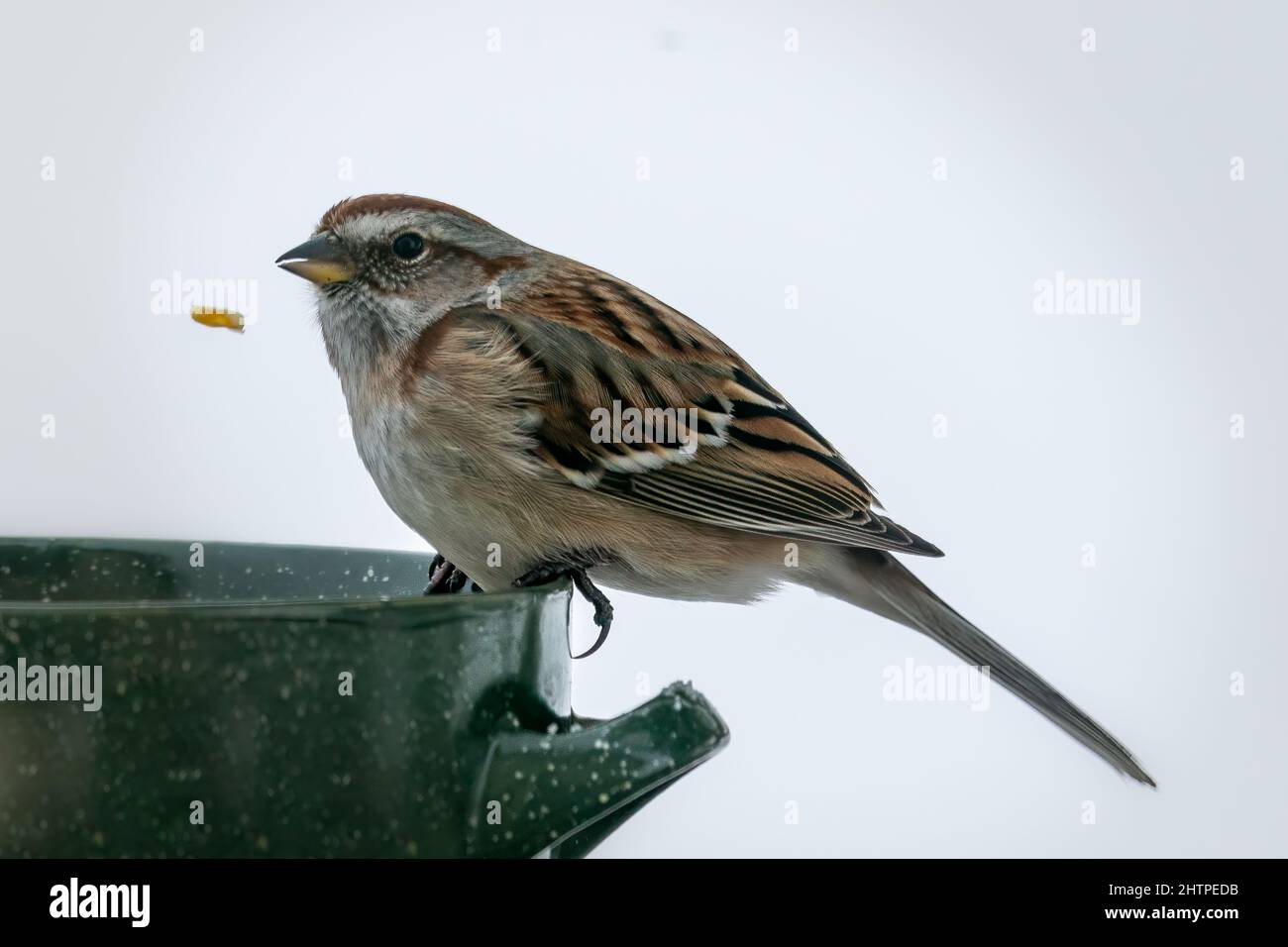 Dieser American Tree Sparrow ist ein täglicher Besucher meiner Vogelfütterungsstation in unserem Haus im ländlichen Door County Wisconsin. Stockfoto