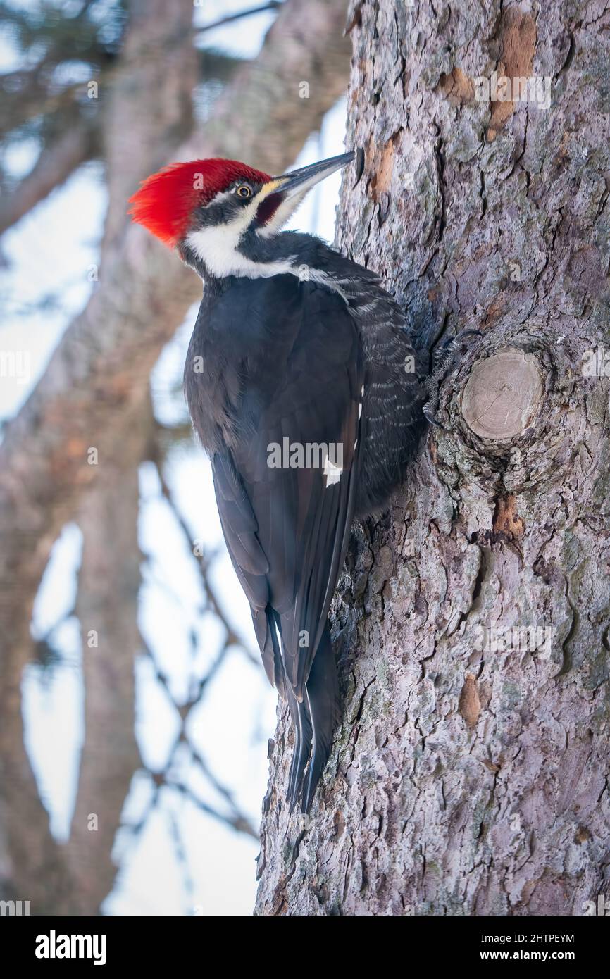 Dieser Pileated Woodpecker ist ein täglicher Besucher meiner Vogelfütterungsstation in unserem Haus im ländlichen Door County Wisconsin. Stockfoto