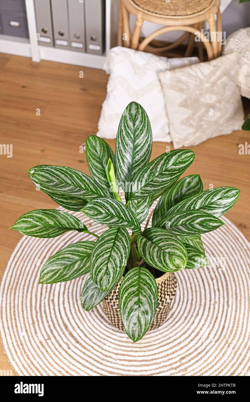Tropische „Aglaonema Stripes“-Zimmerpflanze mit langen Blättern und silberfarbenem Streifenmuster im Blumentopf im Wohnzimmer Stockfoto