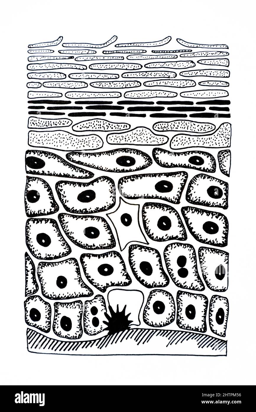 Menschliche Hautstruktur mit Hautschichten, Haaren und Schweißdrüse. Handgezeichnete Illustration mit schwarzem Tintenstift Stockfoto