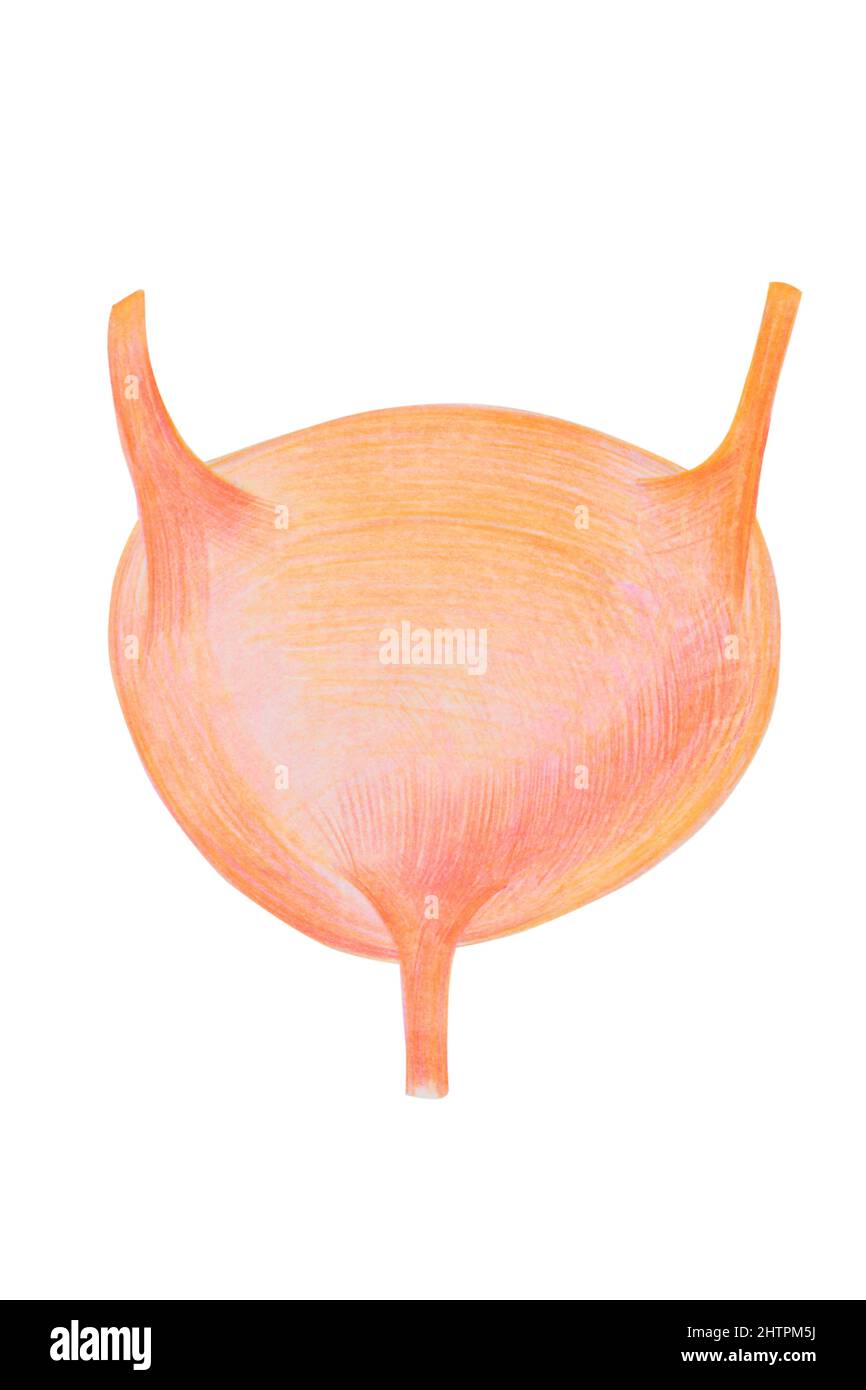 Blase, menschliches inneres Organdiagramm Stockillustration, gezeichnet mit Buntstiften Stockfoto