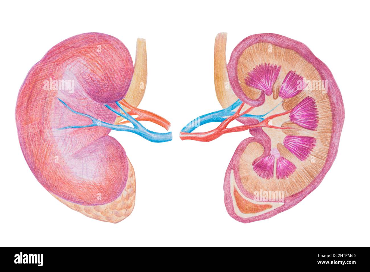 Nieren, menschliches inneres Organdiagramm Stockillustration, gezeichnet mit Buntstiften Stockfoto