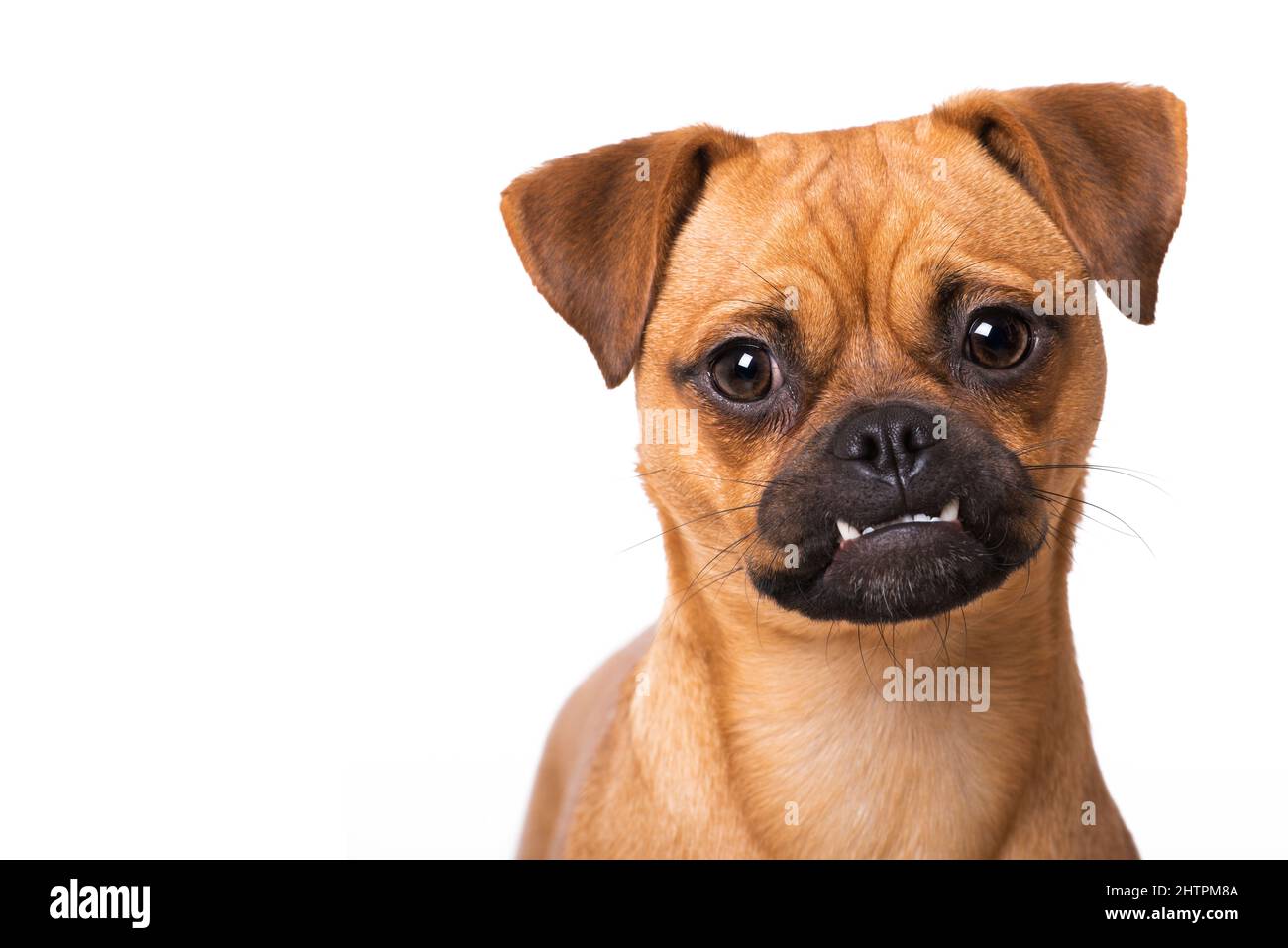 Niedlicher Hund isoliert auf weiß Stockfoto