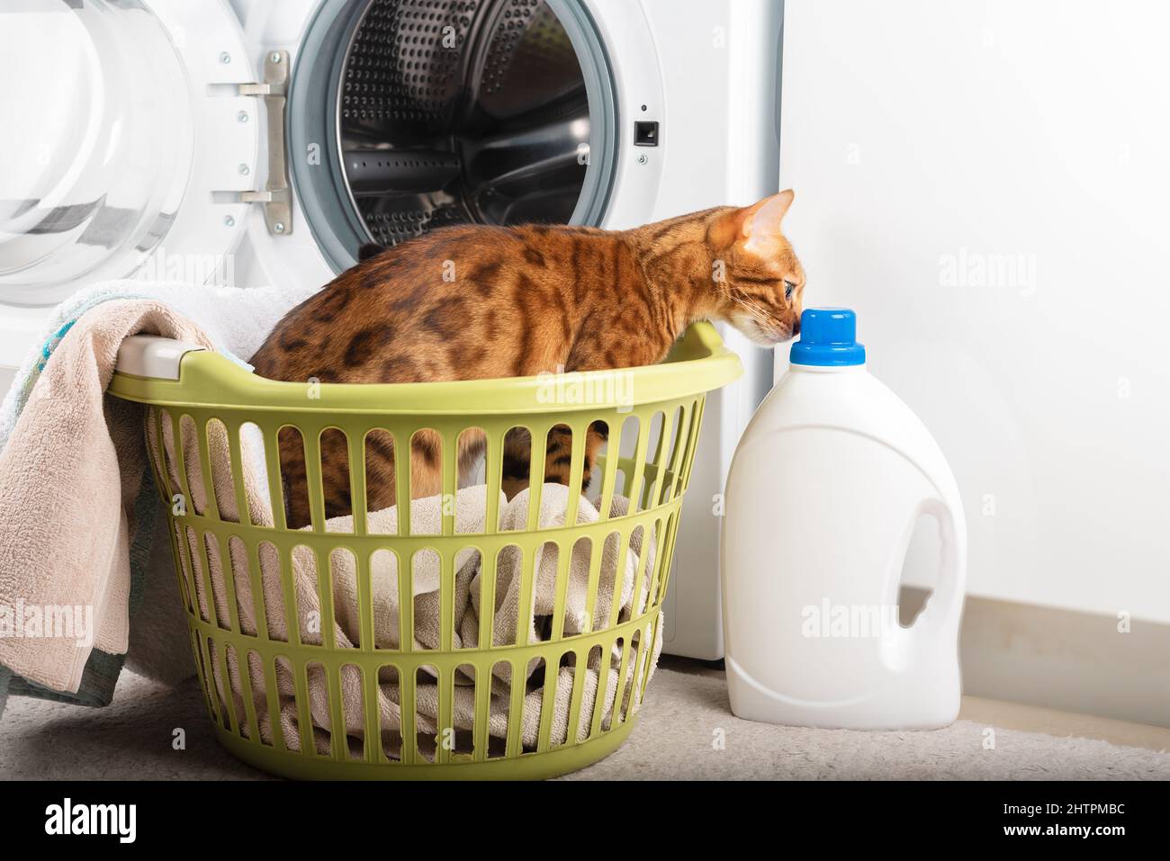 Eine Hauskatze schnüffelt das Waschmittel, während sie in einem Wäschekorb sitzt. Stockfoto