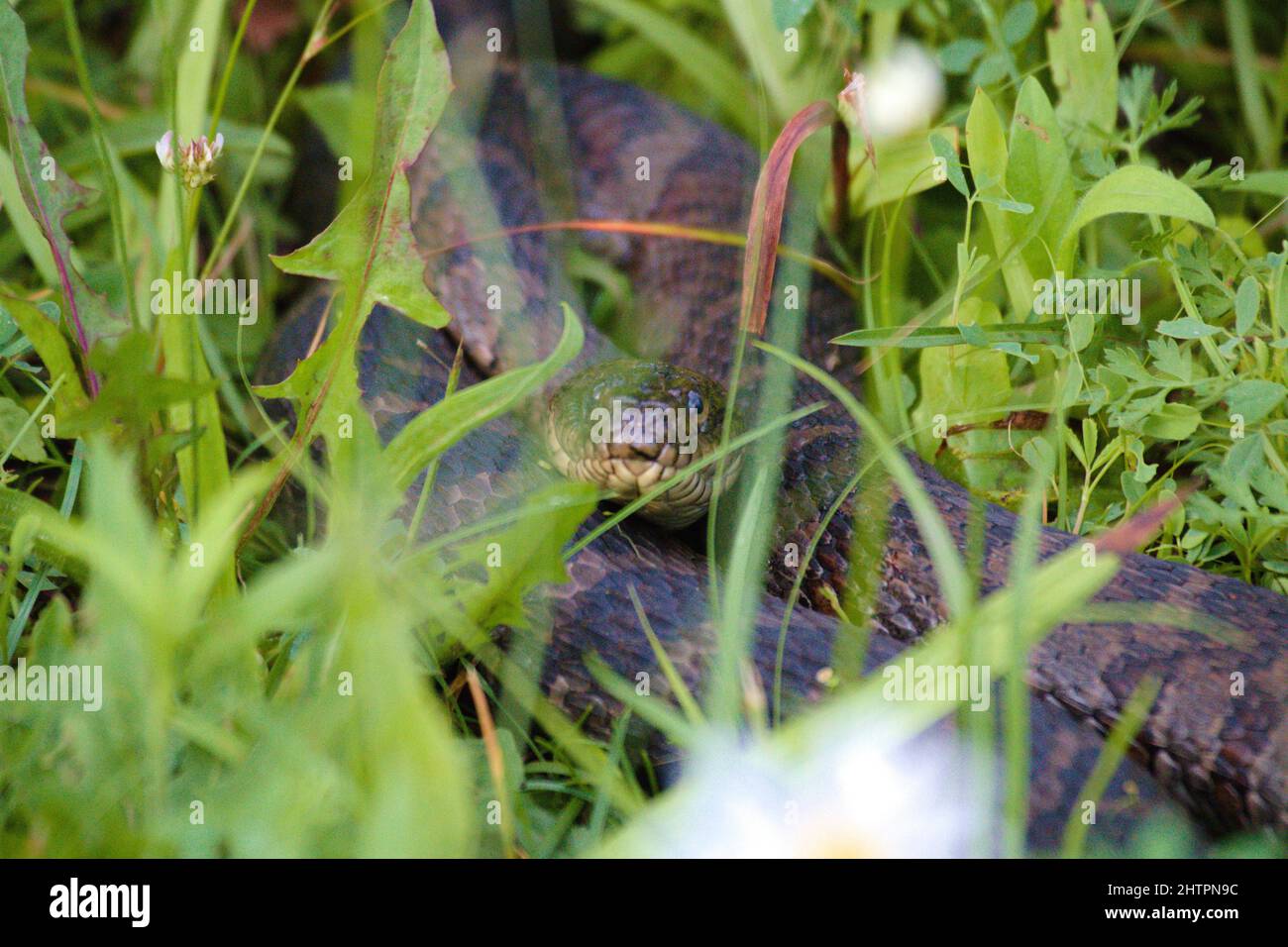 Lange gefährliche Schlange, die im Wald auf dem Boden kriecht Stockfoto