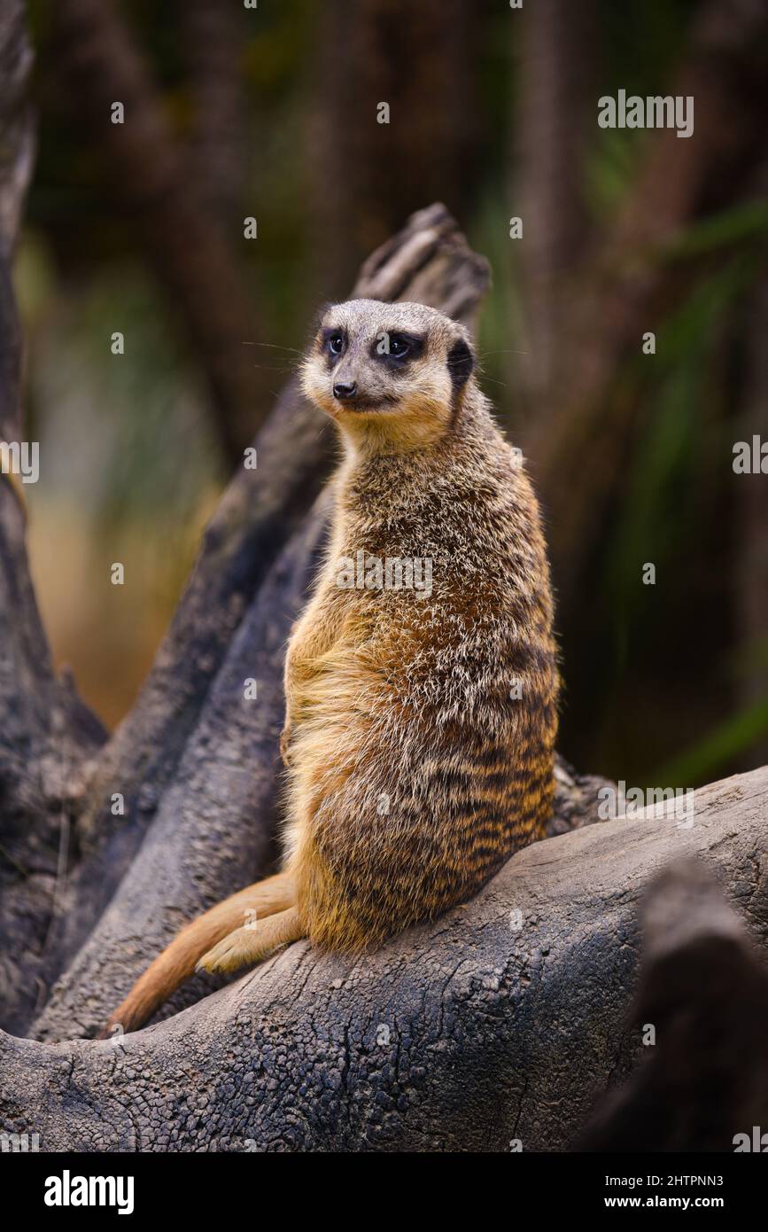 Der Erdmännchen steht auf einem Ast und posiert. Surikate in einem Zoo Stockfoto