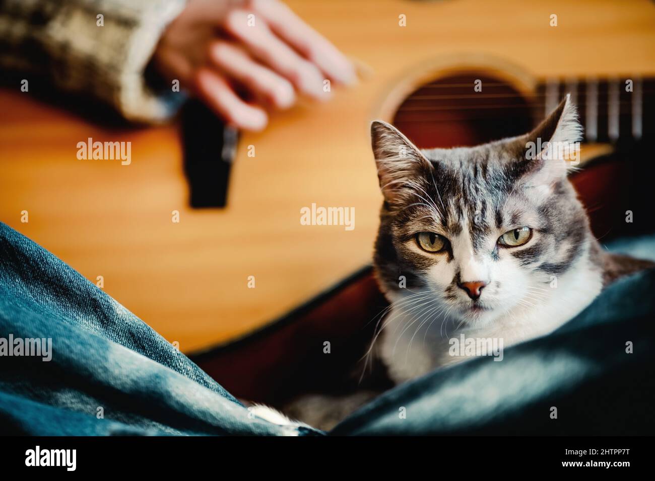 Mädchen sitzt auf der Couch im Zimmer und spielt Gitarre für Katze. Freundschaft und Liebe zum Haustier. Warme, freundliche Atmosphäre. Stockfoto