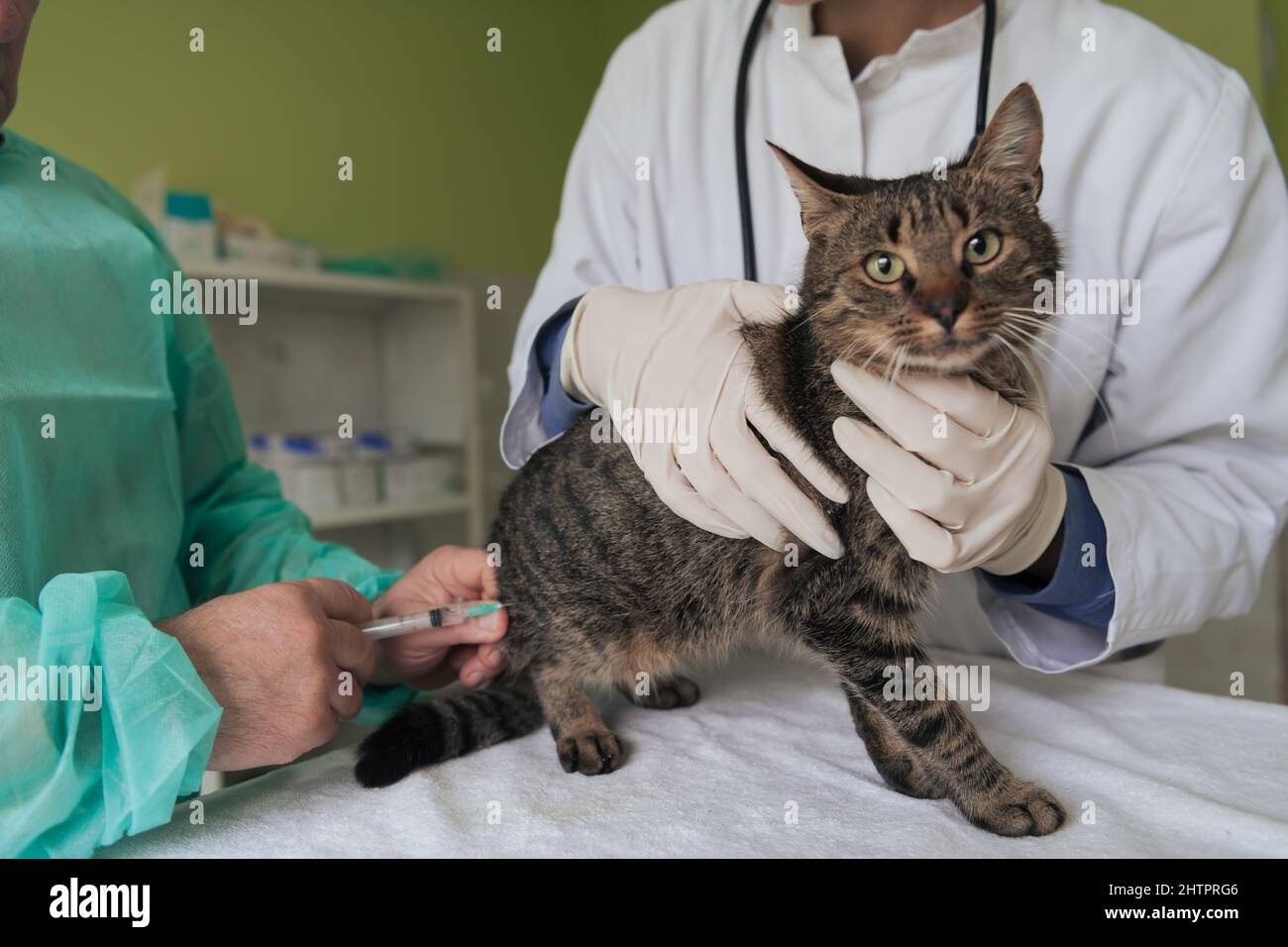 Veterinärteam für die Behandlung von kranken Katzen, Pflege Tiergesundheitskonzept, Tierklinik Stockfoto