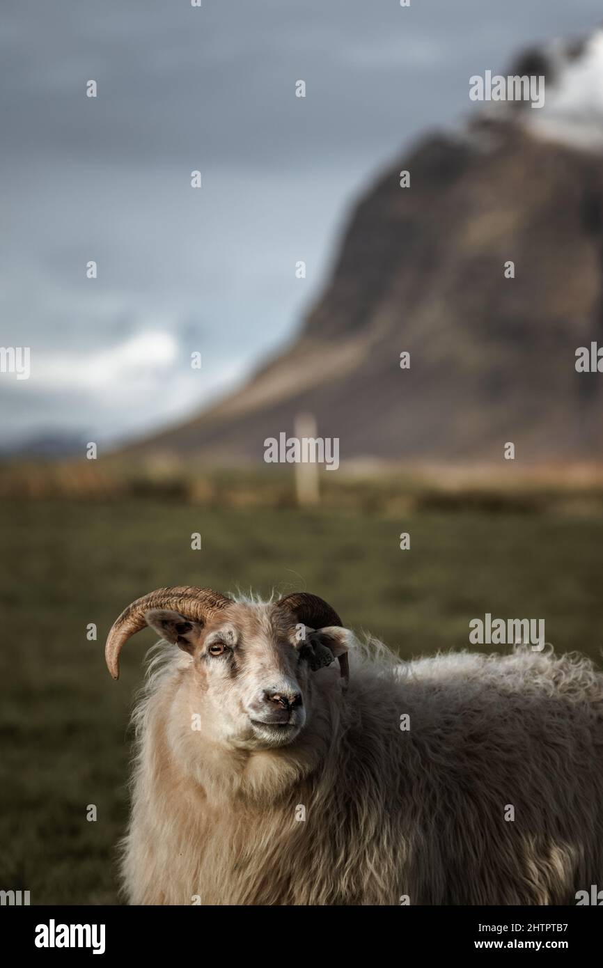 Isländische Schafe in ihrer Umgebung auf einem Bauernhof vor der Südküste Islands. Stockfoto