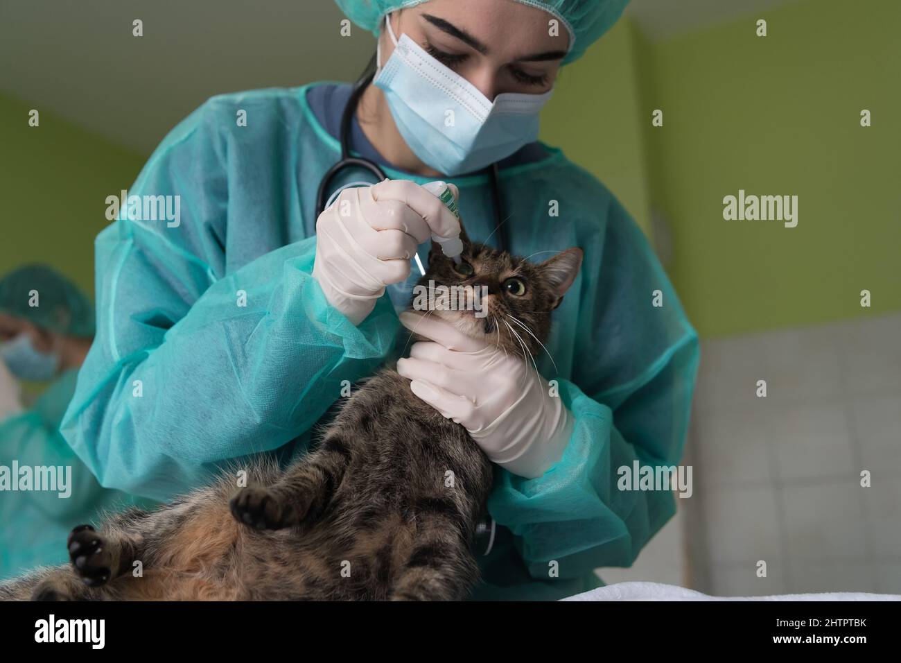 Chirurgen oder Ärztin in der Tierklinik, die eine niedliche kranke Katze für die Operation vorbereitet und Tropfen in die Augen der Katze legt, um sie während der Behandlung zu schützen. Stockfoto