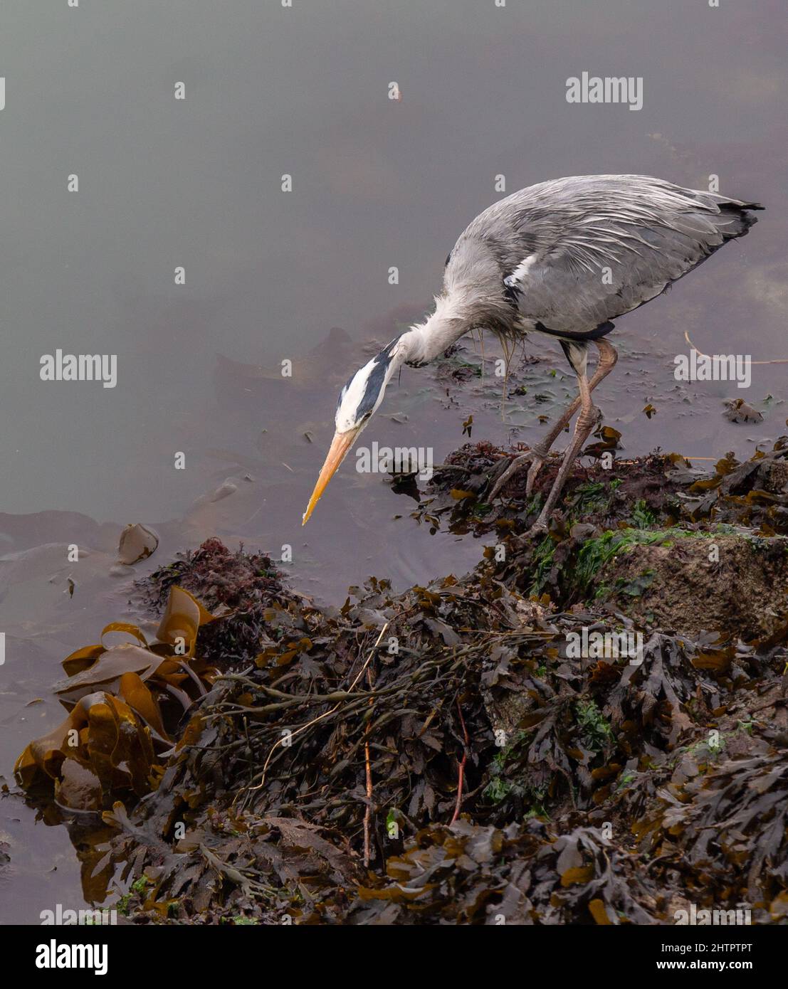 Graureiher Ardea cinerea auf der Jagd auf Unkrautbedecktem Vorland Stockfoto