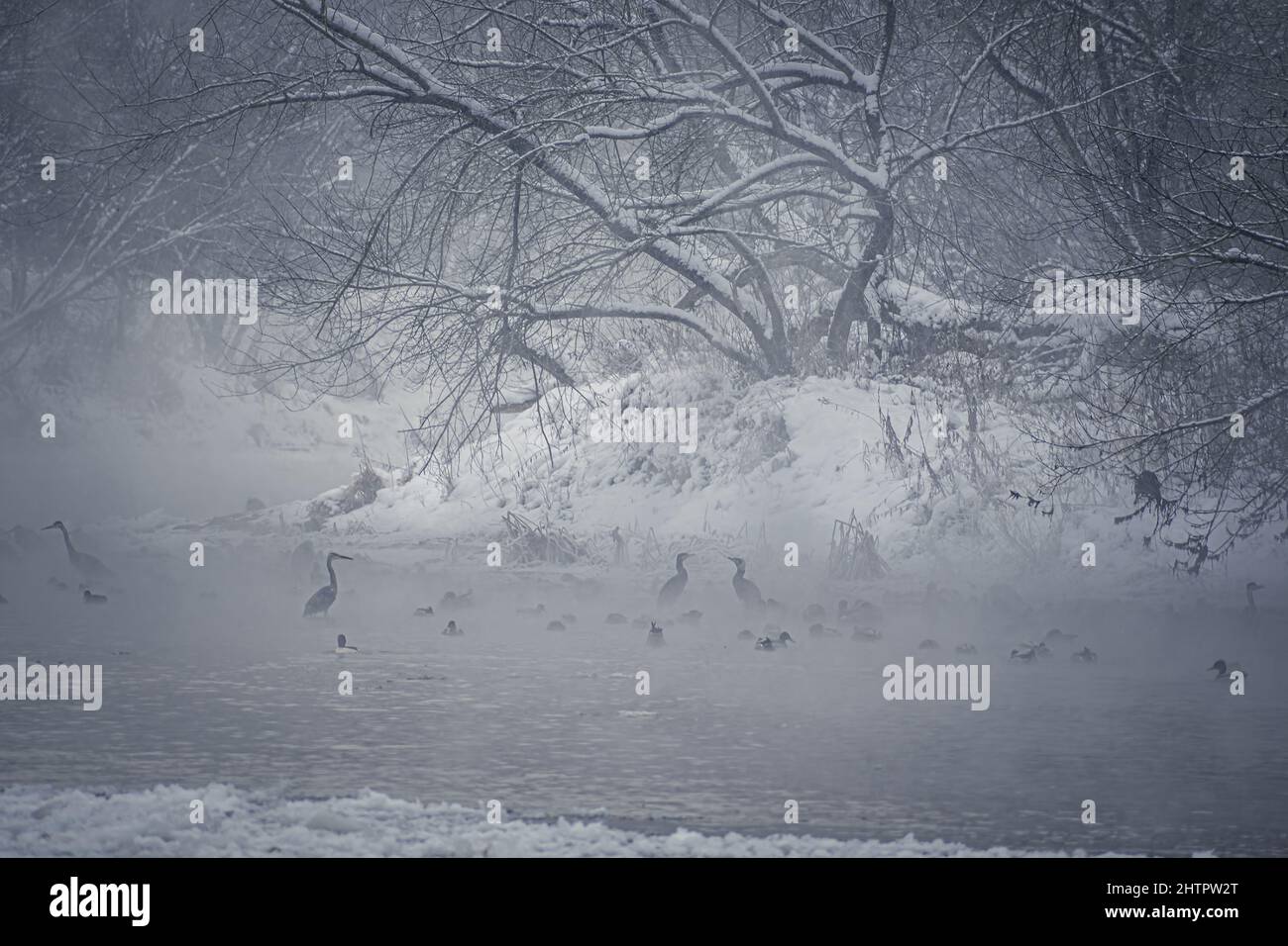 Kalter Wintertag am Fluss Neris mit einer Vogelschar, die im frostigen