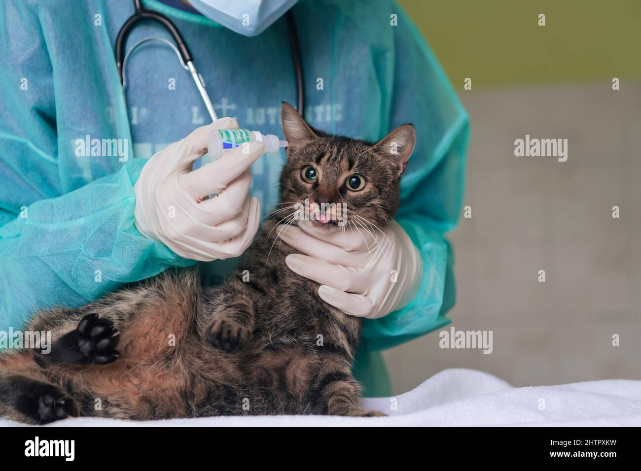 Chirurgen oder Ärztin in der Tierklinik, die eine niedliche kranke Katze für die Operation vorbereitet und Tropfen in die Augen der Katze legt, um sie während der Behandlung zu schützen. Stockfoto