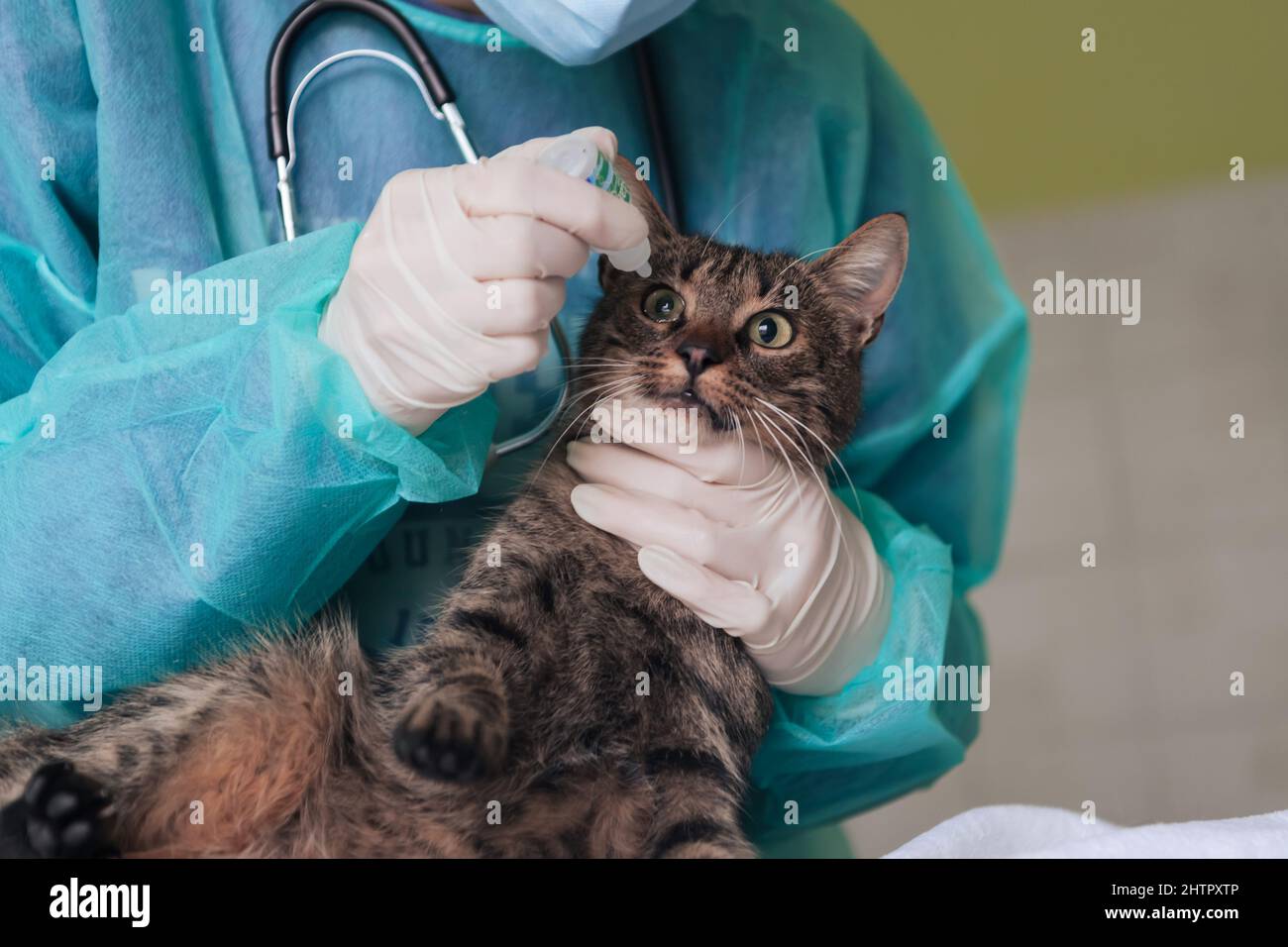 Chirurgen oder Ärztin in der Tierklinik, die eine niedliche kranke Katze für die Operation vorbereitet und Tropfen in die Augen der Katze legt, um sie während der Behandlung zu schützen. Stockfoto