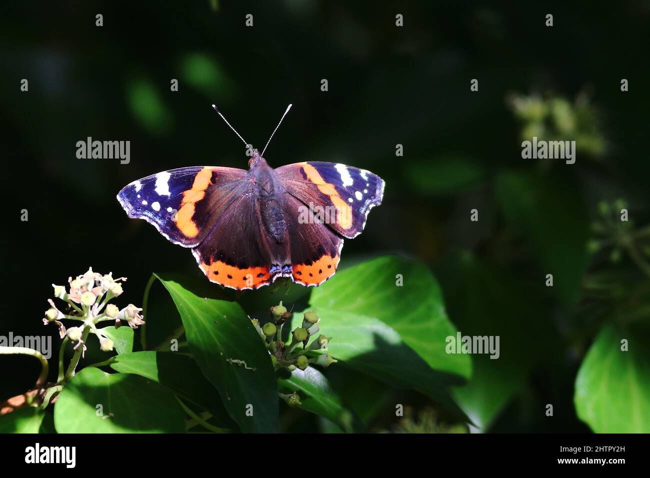 Roter Admiral, Vanessa atalanta, ein britischer Schmetterling mit wunderschönen Flügeln - rot, schwarz und braun. Eine der farbenprächtigsten Insekten Großbritanniens. Stockfoto