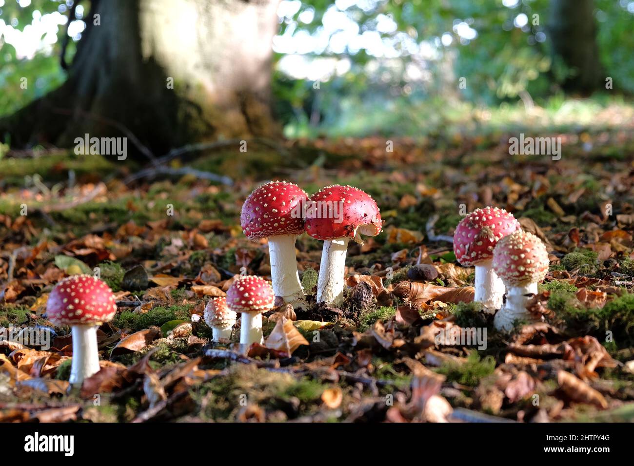Rot-weiß bedeckter Fliege-Agarpilze im Buchenwald. Stockfoto