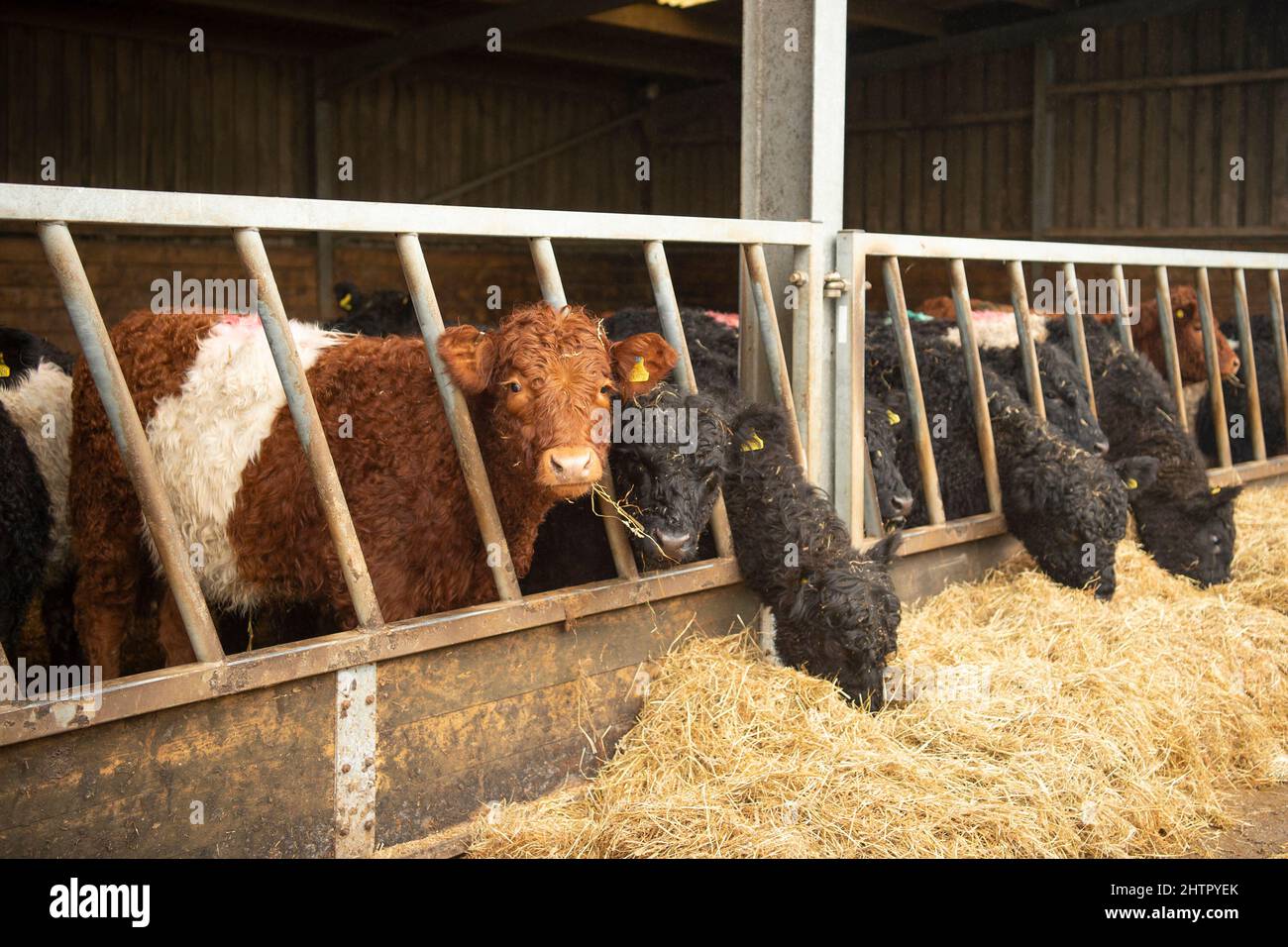 galloway-Rinder mit gürtel, die Silage fressen Stockfoto