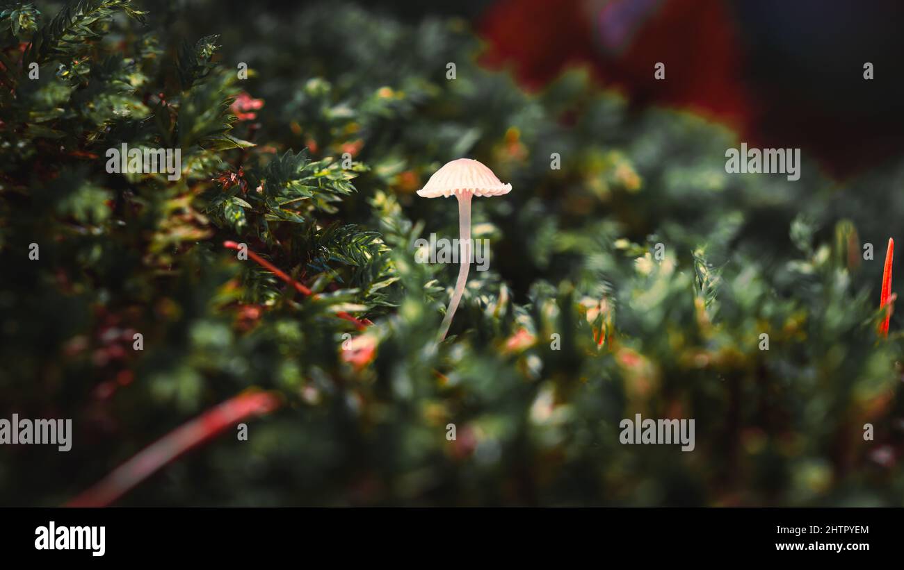 Eine selektive Fokusaufnahme eines kleinen weißen Pilzes in der Natur Stockfoto