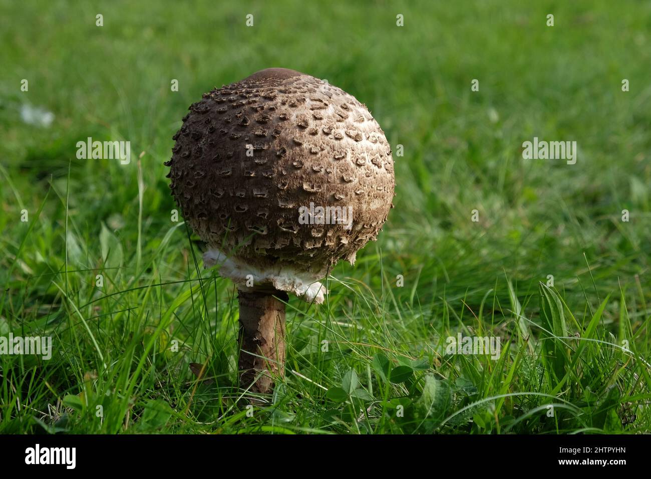Die bauchige Kappe des Sonnenpilzes im Herbst Stockfoto