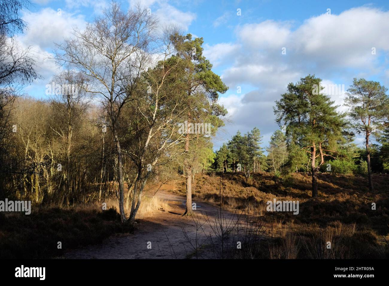 Ein Blick über die Heide an einem sonnigen winterÕs Nachmittag in Surrey, Großbritannien. Stockfoto