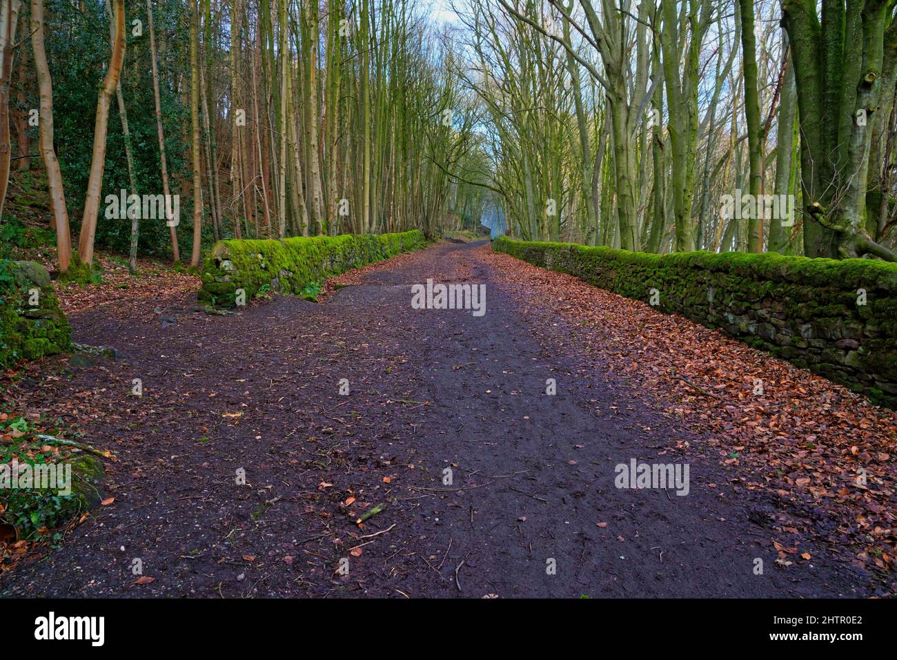 Schlammiger Fußweg auf einem steilen Hang zwischen Steinmauern und Aschenbäumen auf dem High Peak Trail in der Nähe von Cromford, Derbyshire. Stockfoto