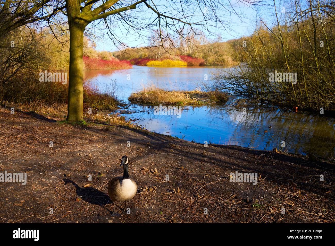 Ein heller Februarmorgen an einem von Bäumen gesäumten See in Nottinghamshire. Stockfoto