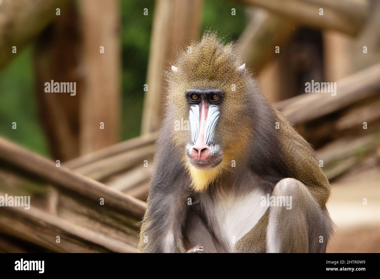 Ein Mandrill-Primat sitzt und blickt aus der Ferne Stockfoto