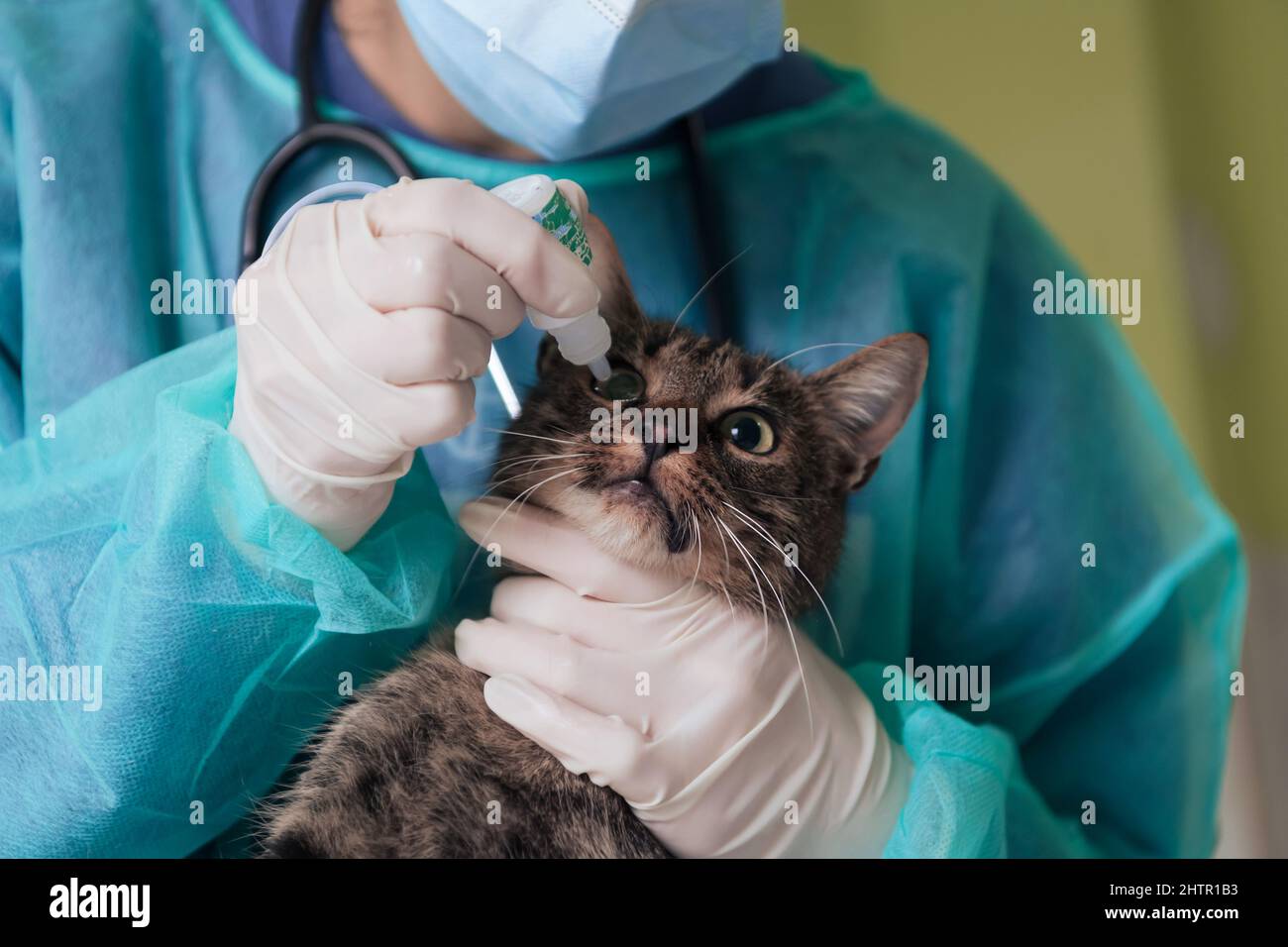 Chirurgen oder Ärztin in der Tierklinik, die eine niedliche kranke Katze für die Operation vorbereitet und Tropfen in die Augen der Katze legt, um sie während der Behandlung zu schützen. Stockfoto