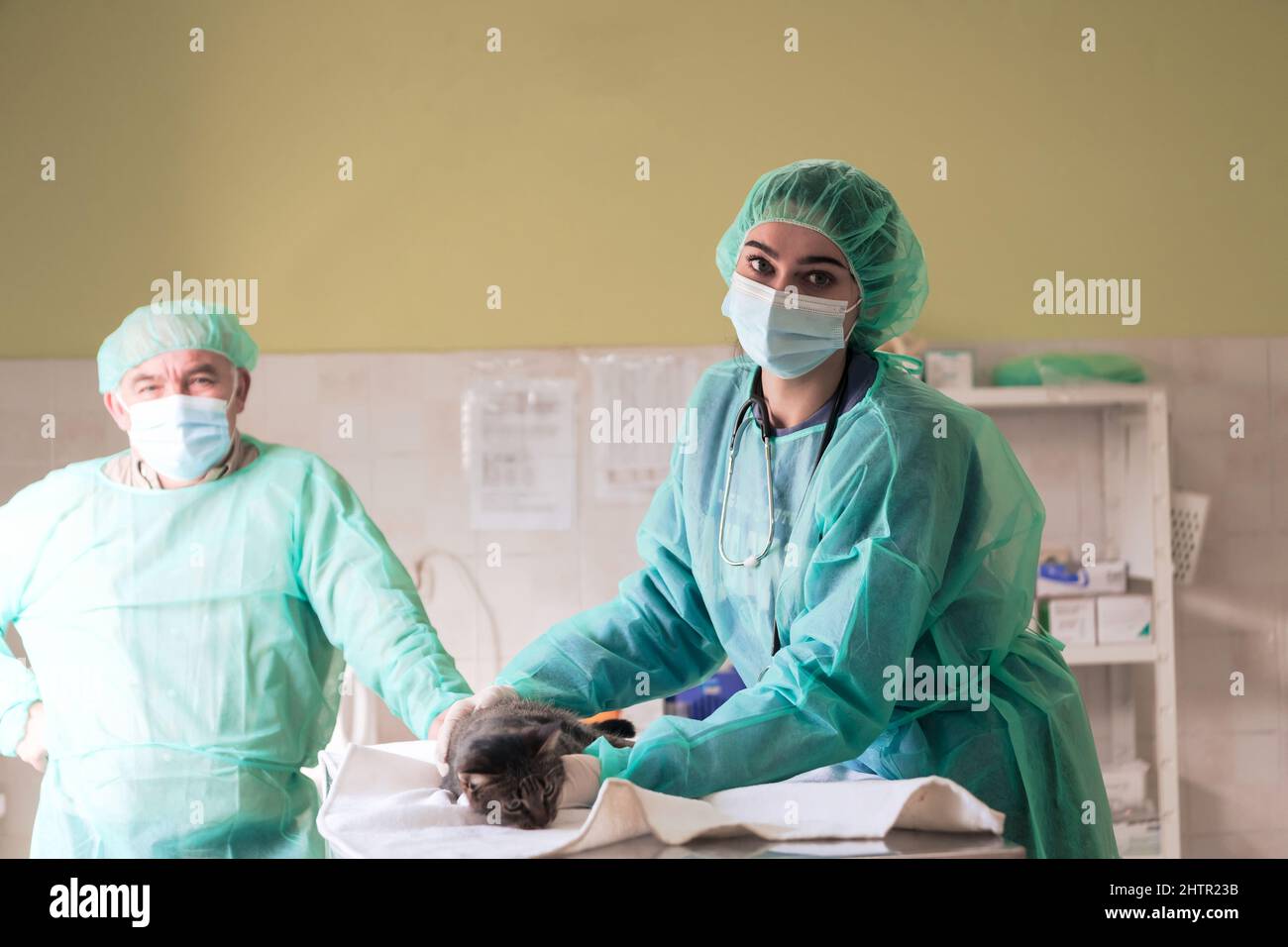 Veterinärteam für die Behandlung von kranken Katzen, Pflege Tiergesundheitskonzept, Tierklinik Stockfoto